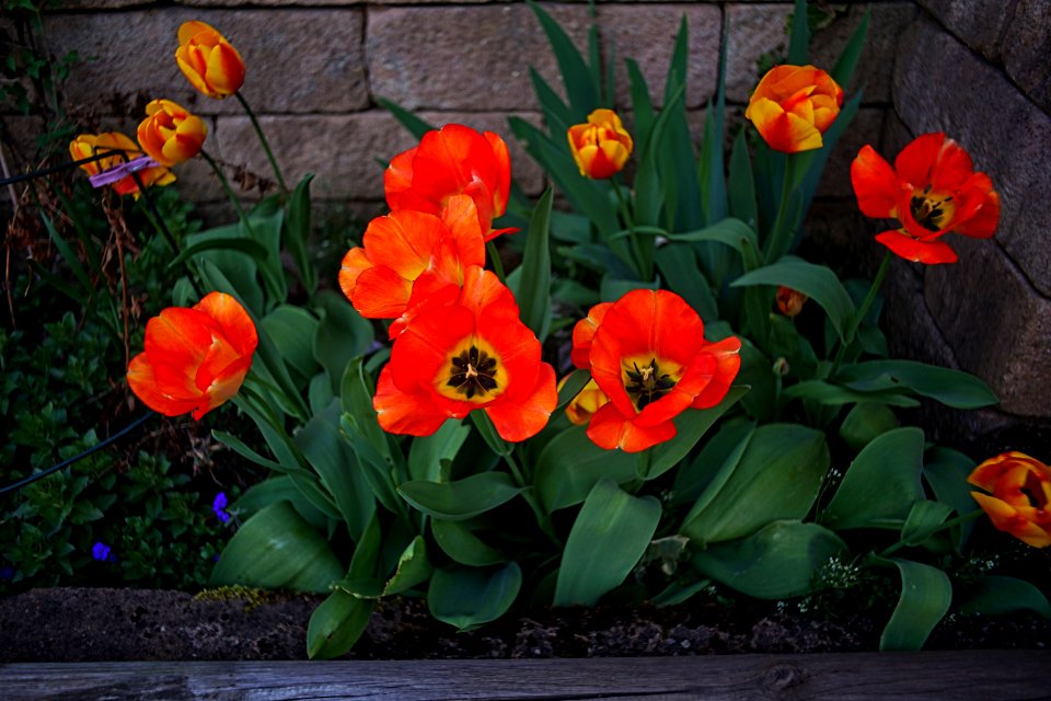 CanonFD28mm3f5-offen-tulpen