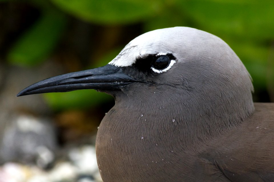 Close-up of a brown noddy (Anous stolidus)