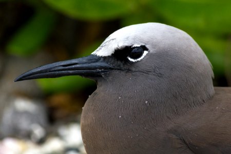 Close-up of a brown noddy (Anous stolidus) photo