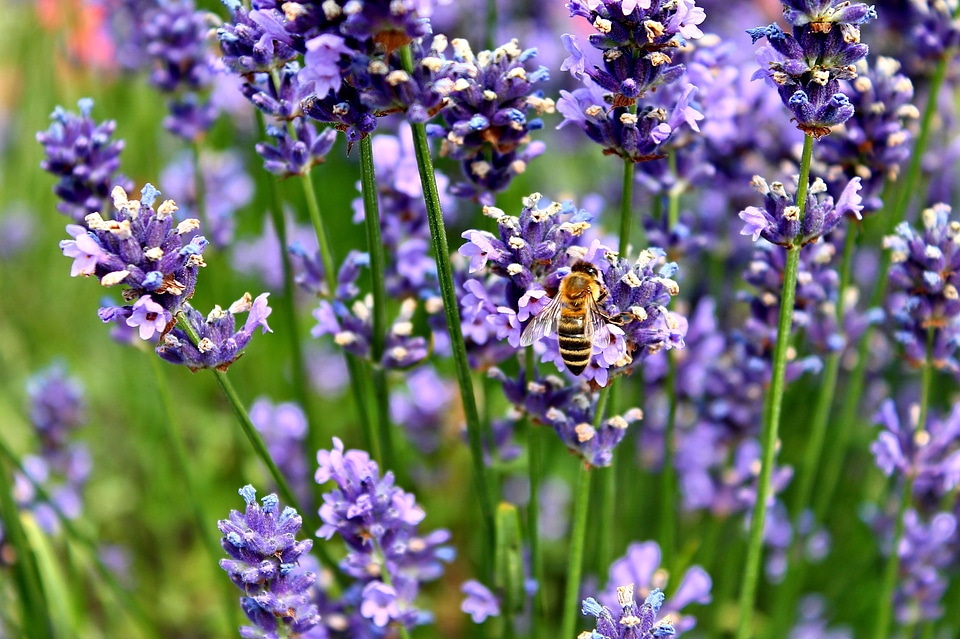 Purple insect violet