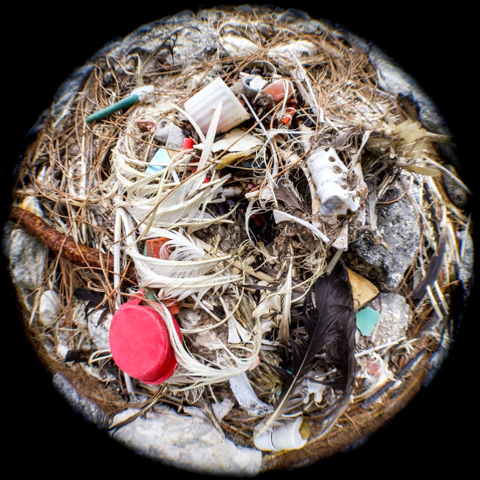 An albatross carcass bursts with plastic