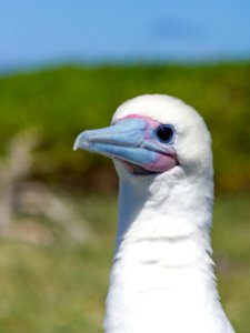 Close up of an adult red-footed booby (Sula sula) photo