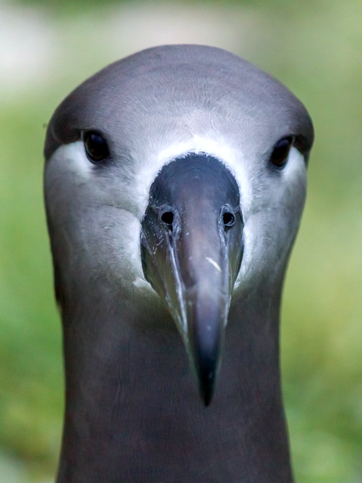 Close-up of a black-footed albatross (Phoebastria nigripes)