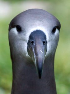 Close-up of a black-footed albatross (Phoebastria nigripes) photo