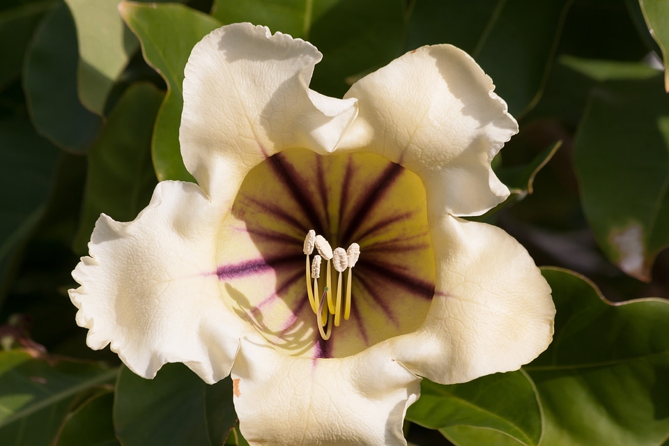 Bush close up plant