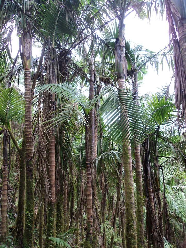 Nature paradise plant
