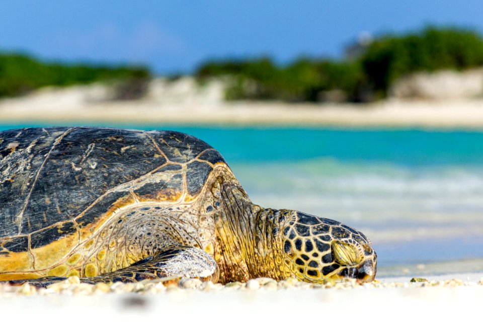 A green sea turtle (Chelonia mydas) rests on the appropriately named Turtle Beach