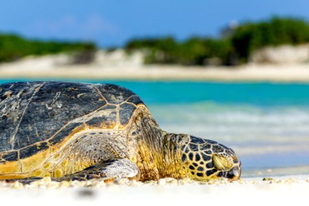 A green sea turtle (Chelonia mydas) rests on the appropriately named Turtle Beach