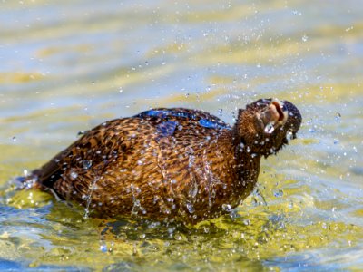 A juvenile Laysan duck (Anas laysanensis) bathes at Catchment photo