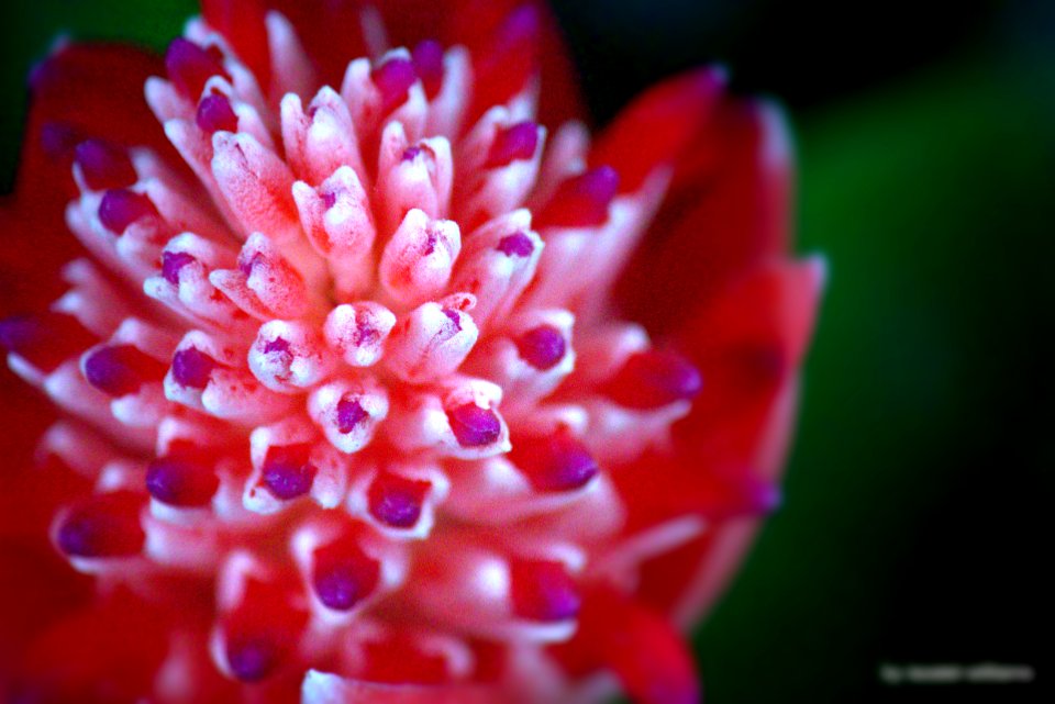 Bilbergia in Focus IMG_2978-001