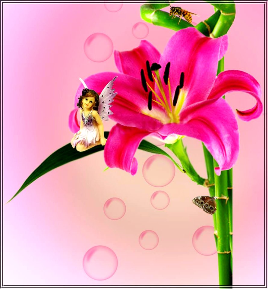 Lily