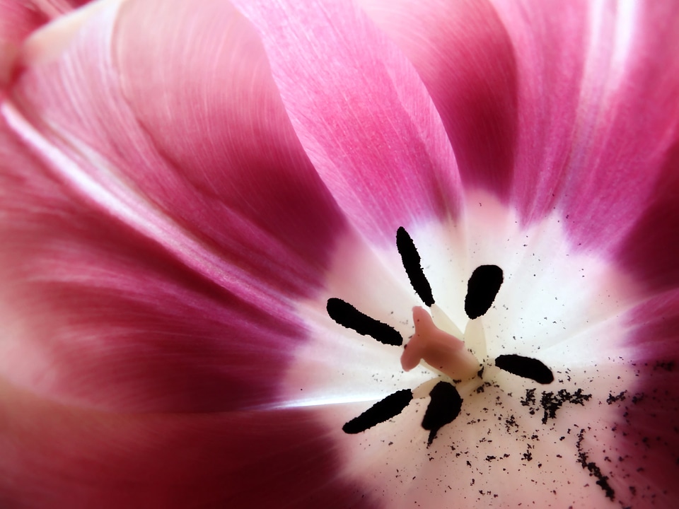 Black white petals