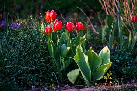 Elicar 135mm 2f8 F= 5,6 an ILCE 7M2 tulpen2