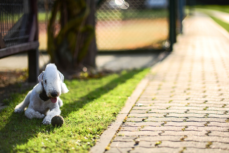 Green grass animal