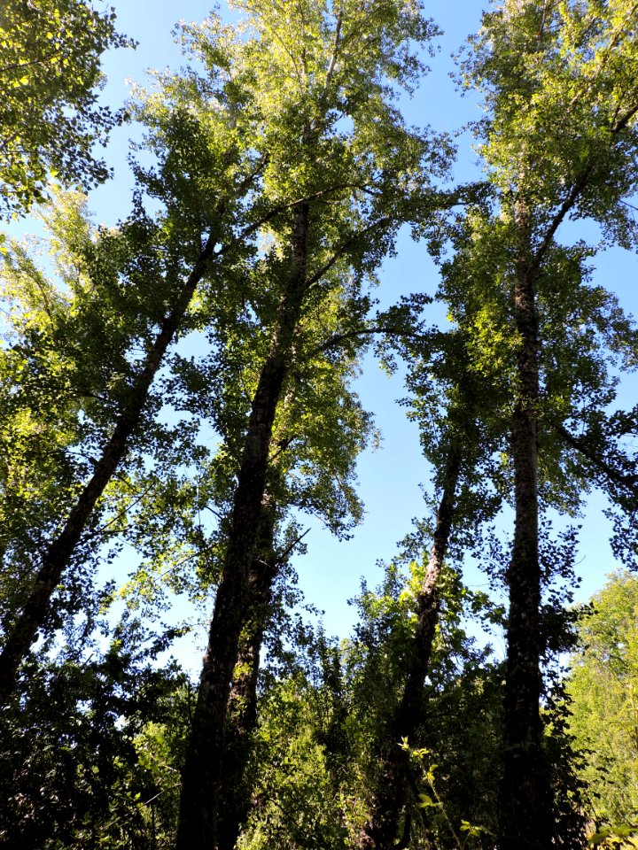 Chopos (Populus). Fuenteheridos (Huelva).
