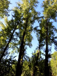 Chopos (Populus). Fuenteheridos (Huelva).