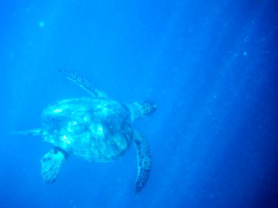 A green sea turtle (Chelonia mydas) swims beneath the Cargo Pier photo