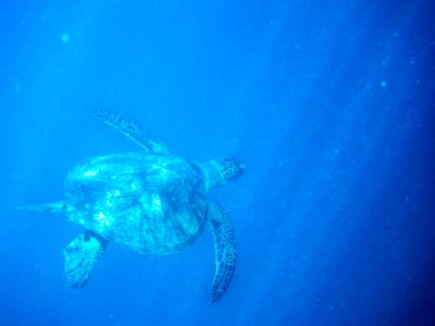 A green sea turtle (Chelonia mydas) swims beneath the Cargo Pier