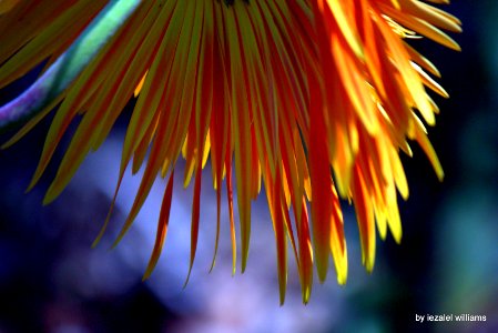 Flower- Gerbera petals IMG_1023 photo