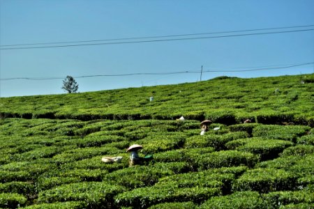 Kumarakom Tea Kerala India photo