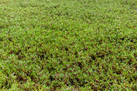 A large patch of sea purslane (Sesuvium portulacastrum)