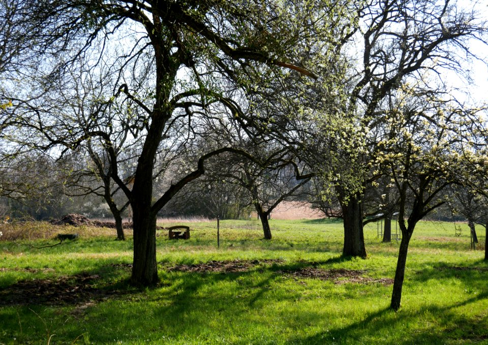 Frühling auf der Streuobstwiese