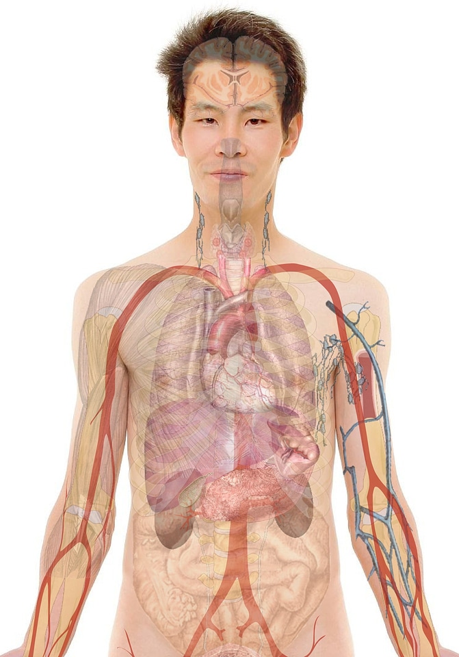Body skin organs