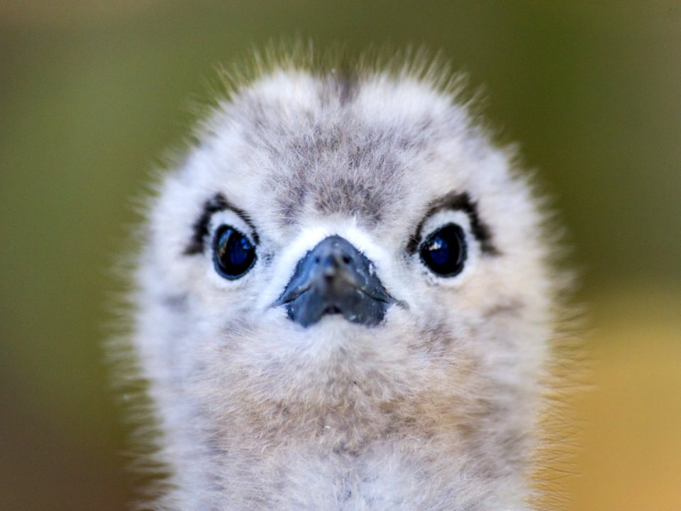 Close-up of a white tern (Gygis alba) chick