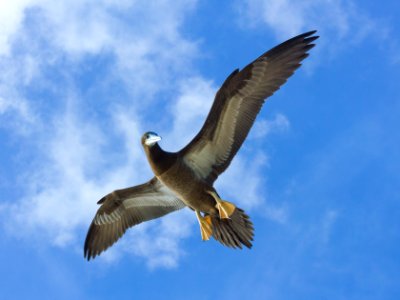 A juvenile brown booby (Sula leucogaster) in flight