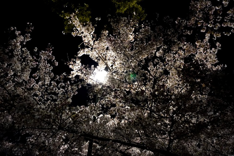 Cherry blossoms at night (Yozakura, 夜桜)