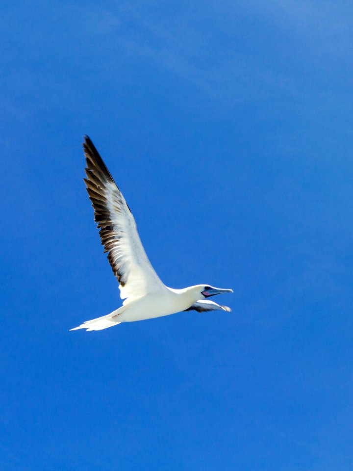 Adult red-footed booby (Sula sula) in flight