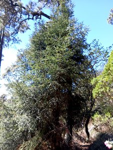 SEIARN_SEIF_HUITZILAC_IMG_20210203_110026
