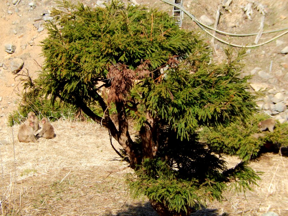 Jigokudani yaen-koen