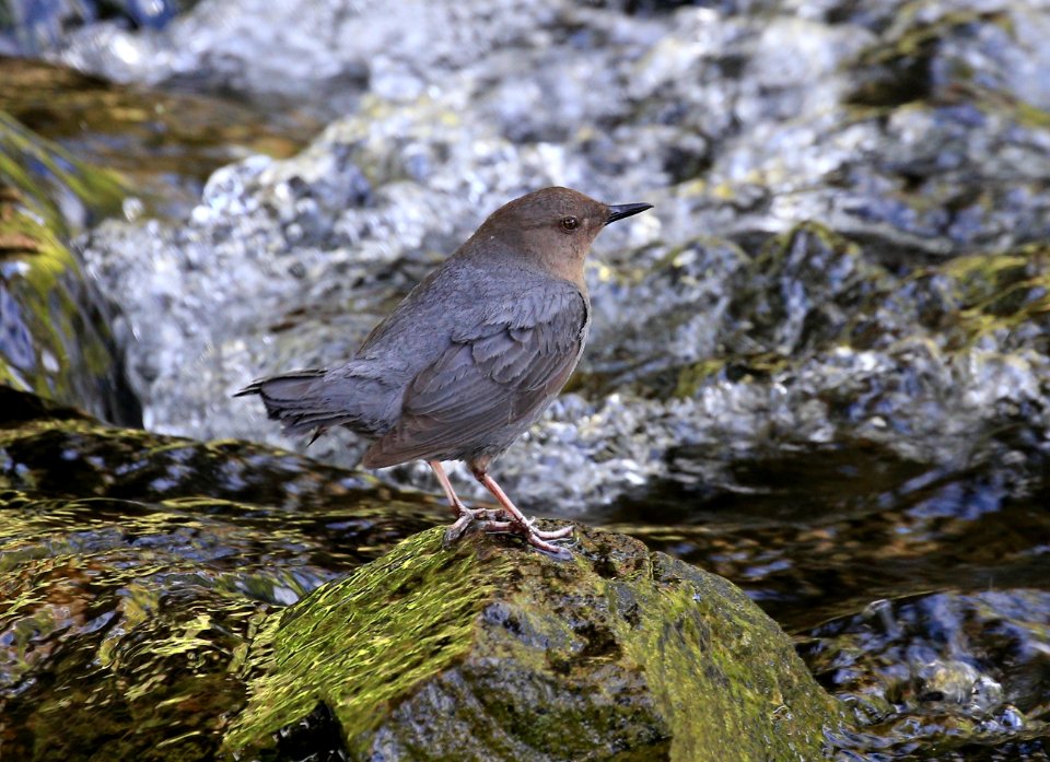 American Dipper - Lou Ann Harris