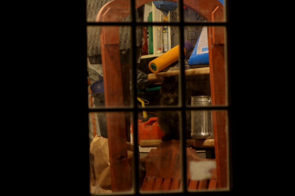 Cat in the garage