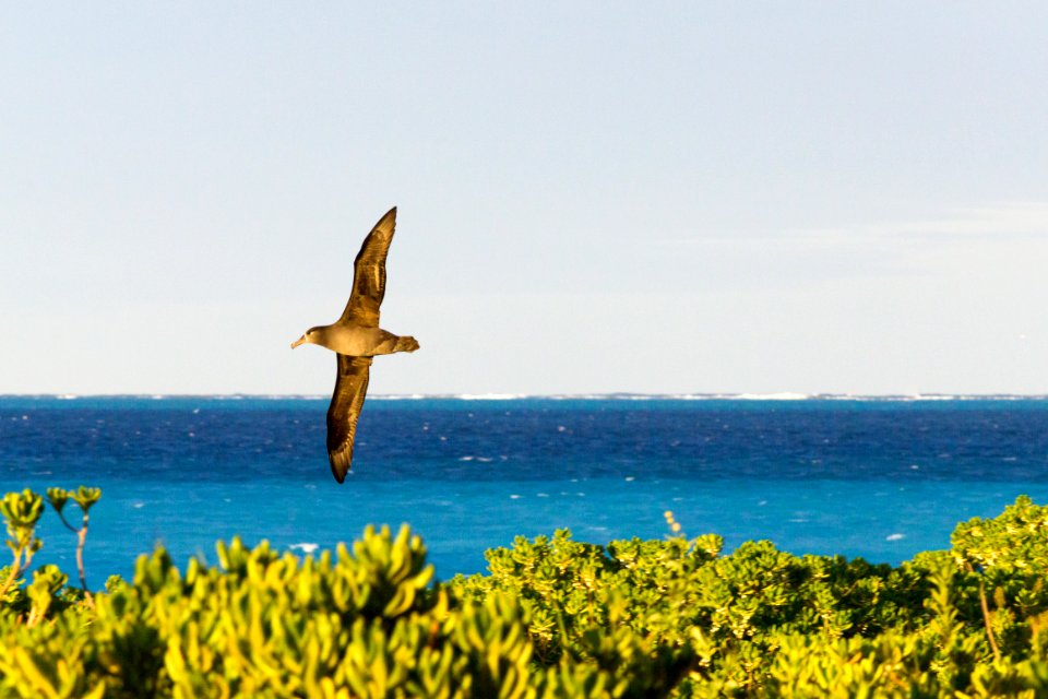 One of the first black-footed albatrosses (Phoebastria nigripes) to return for the mating season flies over North Beach