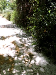 Pelusas de chopo (Populus). Fuenteheridos (Huelva).