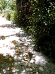 Pelusas de chopo (Populus). Fuenteheridos (Huelva). photo