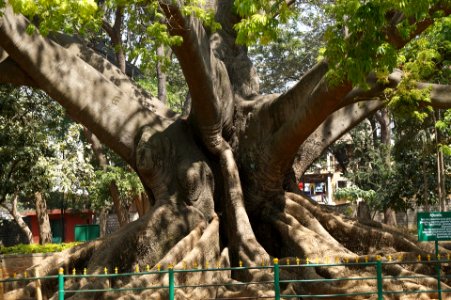 Tree 200 Years Old Bangalore Garden photo