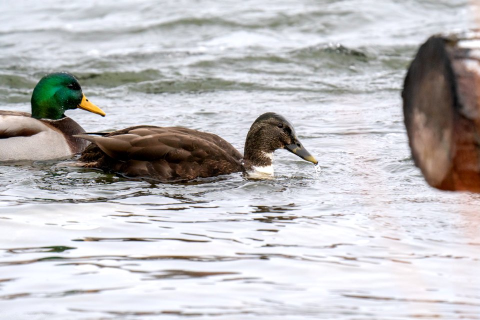 Crossbreed Mallard