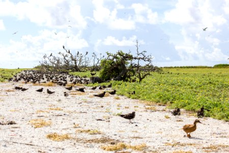 An adult Laysan duck (Anas laysanensis) wanders across Eastern Island, surrounded by sooty terns (Onychoprion fuscatus) photo