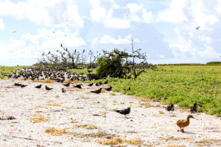An adult Laysan duck (Anas laysanensis) wanders across Eastern Island, surrounded by sooty terns (Onychoprion fuscatus)