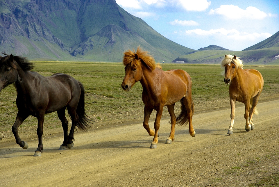 Iceland mane landmannalaugar