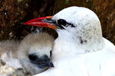 A red-tailed tropicbird (Phaethon rubricauda) parent with its chick