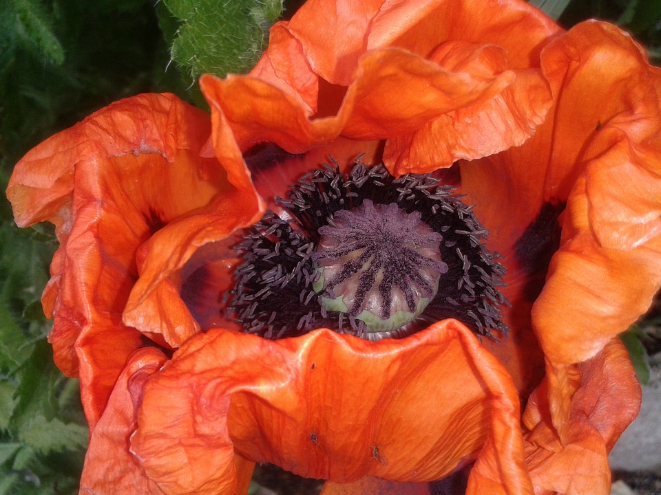 Flower nature poppy