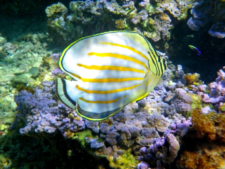 An ornate butterflyfish (Chaetodon ornatissimus) swims through Midway's fringing reef