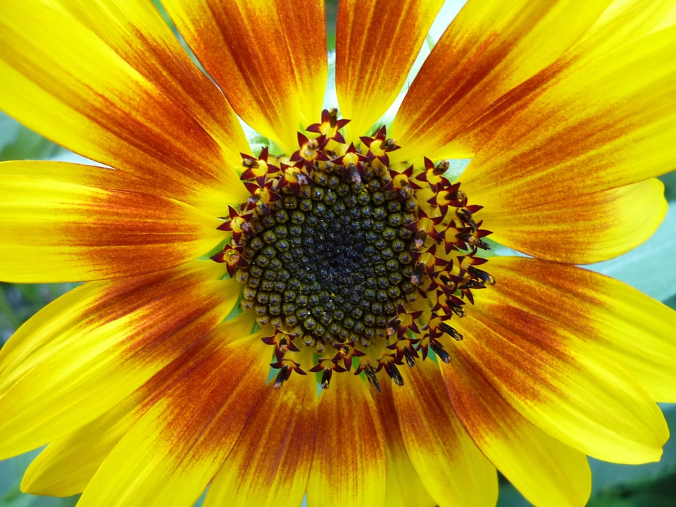 Seeds helianthus annuus close up