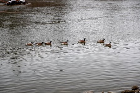 Geese Nature pic photo