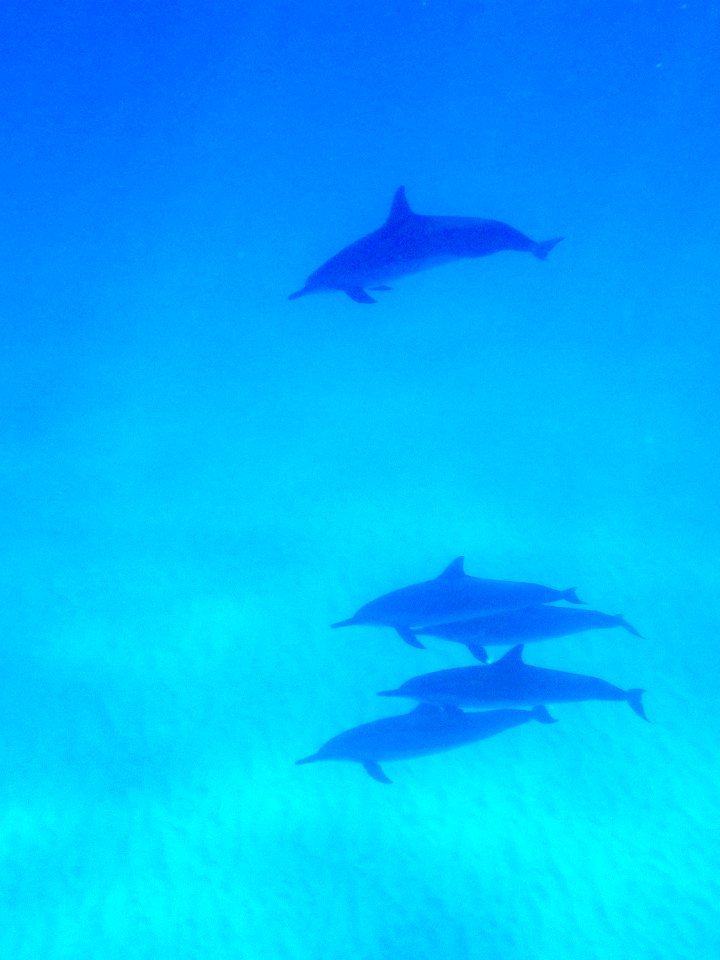 Spinner dolphins (Stenella longirostris) swimming in Midway's lagoon
