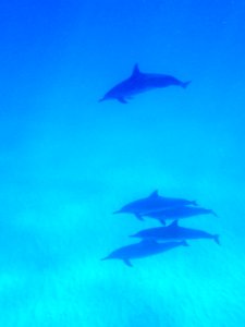 Spinner dolphins (Stenella longirostris) swimming in Midway's lagoon